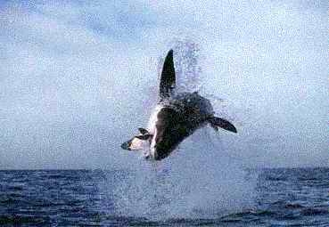 WHITE SHARK FLY-ii.JPG